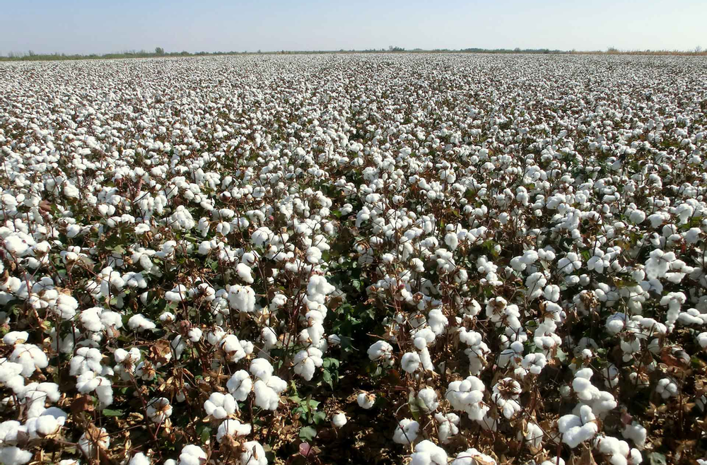 Vast cotton field